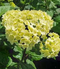 Attēlu rezultāti vaicājumam “Hydrangea arborescens subsp. discolor flower”