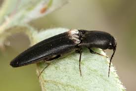 Attēlu rezultāti vaicājumam “Ectinus aterrimus”