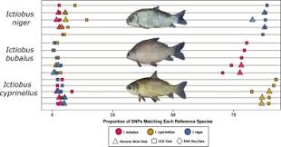 Image result for Ictiobus niger