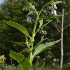 Image result for Symphytum officinale