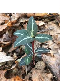 Attēlu rezultāti vaicājumam “Chimaphila umbellata leaf”