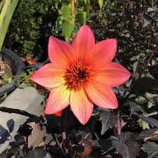 Image result for Dahlia hybrid.