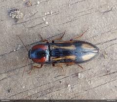 Attēlu rezultāti vaicājumam “Selatosomus cruciatus”