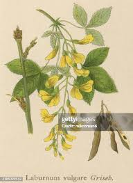 Image result for Laburnum anagyroides