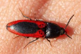 Attēlu rezultāti vaicājumam “Ampedus sanguinolentus”