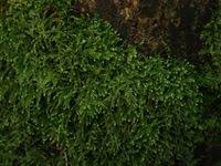 Attēlu rezultāti vaicājumam “Eurhynchium hians”