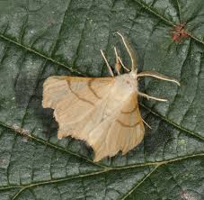 Attēlu rezultāti vaicājumam “Ennomos erosaria”