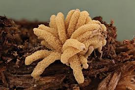 Attēlu rezultāti vaicājumam “Diderma chondrioderma spores”