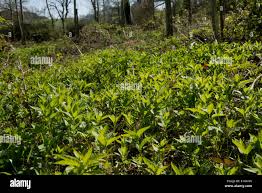 Attēlu rezultāti vaicājumam “Mercurialis perennis bud”