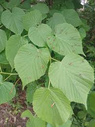 Attēlu rezultāti vaicājumam “Eriophyes padi”