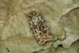 Attēlu rezultāti vaicājumam “Lycophotia porphyrea”