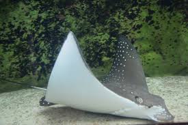 Image result for Aetobatus ocellatus