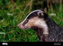 Attēlu rezultāti vaicājumam “Meles meles adult”