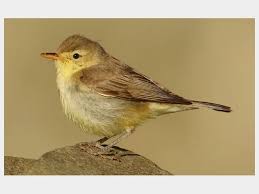 Image result for Hippolais polyglotta