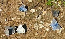 Attēlu rezultāti vaicājumam “Vacciniina optilete”