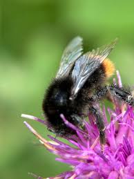 Attēlu rezultāti vaicājumam “Bombus lapidarius”