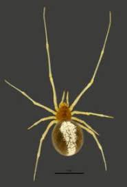 Attēlu rezultāti vaicājumam “Neottiura bimaculata”