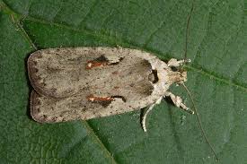Attēlu rezultāti vaicājumam “Agonopterix ocellana”
