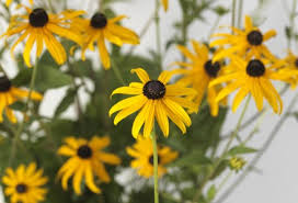 Image result for Rudbeckia fulgida