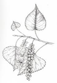 Attēlu rezultāti vaicājumam “Populus nigra leaf”