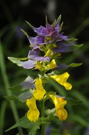 Attēlu rezultāti vaicājumam “Melampyrum nemorosum”