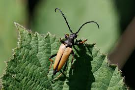 Attēlu rezultāti vaicājumam “Leptura rubra”
