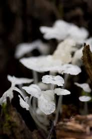 Attēlu rezultāti vaicājumam “Delicatula integrella”