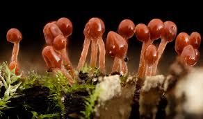 Attēlu rezultāti vaicājumam “Hemitrichia chrysospora plasmodium”