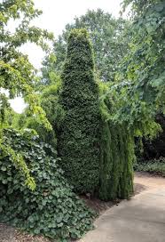 Attēlu rezultāti vaicājumam “Carpinus betulus”