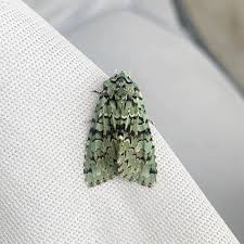 Attēlu rezultāti vaicājumam “Griposia aprilina”