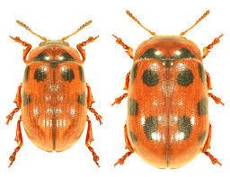 Attēlu rezultāti vaicājumam “Gonioctena”