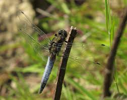 Attēlu rezultāti vaicājumam “Orthetrum cancellatum”