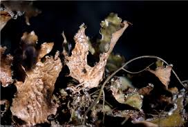 Attēlu rezultāti vaicājumam “Tuckermannopsis chlorophylla”