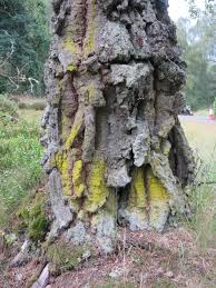 Attēlu rezultāti vaicājumam “Chrysothrix candelaris”