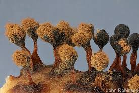 Attēlu rezultāti vaicājumam “Metatrichia floriformis”