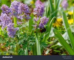 Attēlu rezultāti vaicājumam “Corydalis cava”