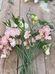 Image result for Lathyrus odoratus