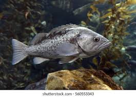 Image result for Micropterus salmoides