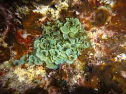 Attēlu rezultāti vaicājumam “Dictydiaethaliaceae”