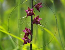 Attēlu rezultāti vaicājumam “Cephalanthera rubra leaf”