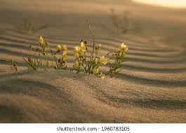 Attēlu rezultāti vaicājumam “Linaria loeselii leaf”