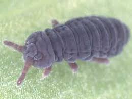 Attēlu rezultāti vaicājumam “Collembola”