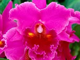 http://t0.gstatic.com/images?q=tbn:ANd9GcQt1-nZCZkGAieJOE2wzrwSscLWbZBhFtrs5jE4ci7sjWeevouW