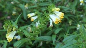 Attēlu rezultāti vaicājumam “Melampyrum pratense bud”