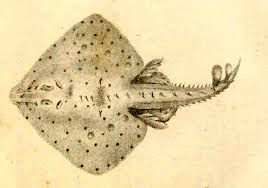 Image result for Raja asterias