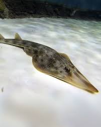 Image result for Pseudobatos lentiginosus