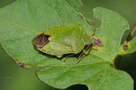 Attēlu rezultāti vaicājumam “Tritomegas bicolor imago”