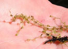 Attēlu rezultāti vaicājumam “Utricularia minor bud”