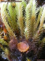 Attēlu rezultāti vaicājumam “Lamprospora tortulae-ruralis”