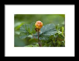 Attēlu rezultāti vaicājumam “Rubus chamaemorus”
